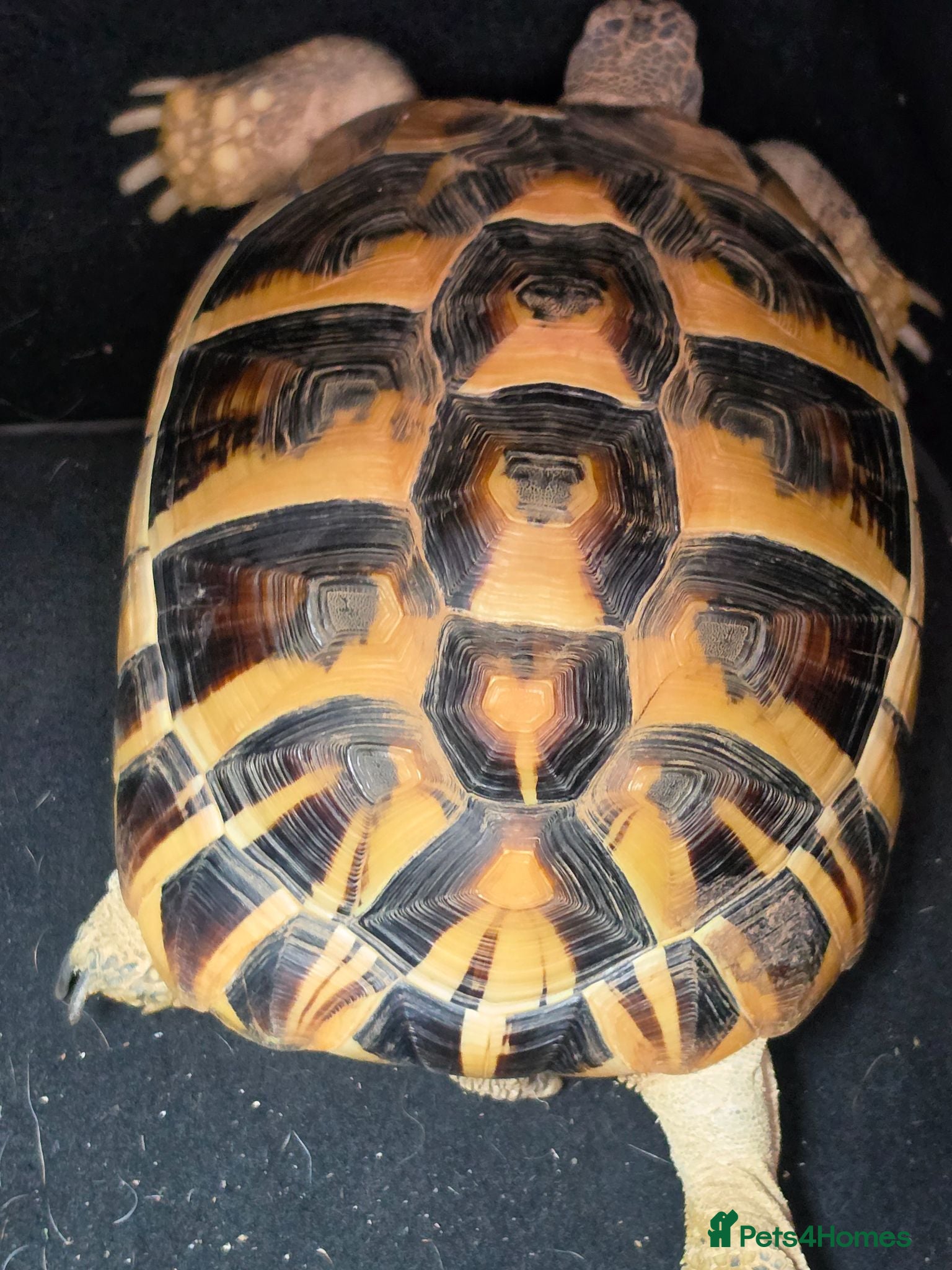 Hermann Tortoise reptiles Fully sized Hermann tortoise  - Advert 1