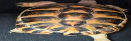 Hermann Tortoise reptiles for sale: Fully sized Hermann tortoise  - Advert 1