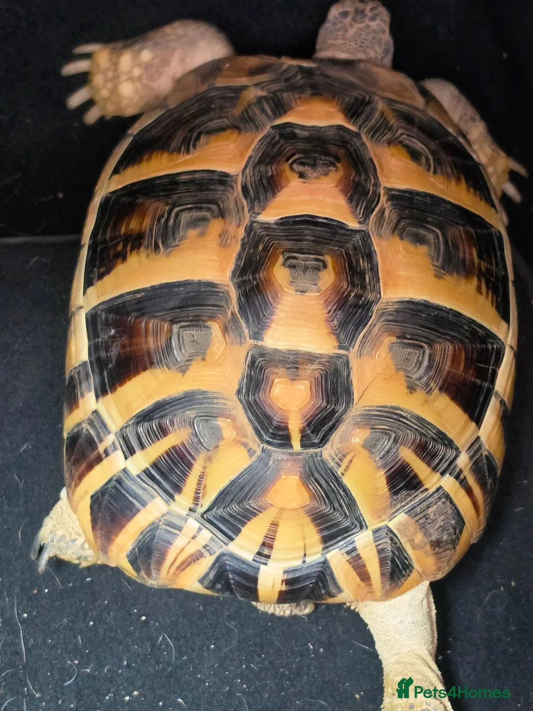 Hermann Tortoise reptiles for sale: Fully sized Hermann tortoise  - Advert 1