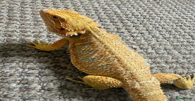 Bearded Dragon reptiles - Advert 13