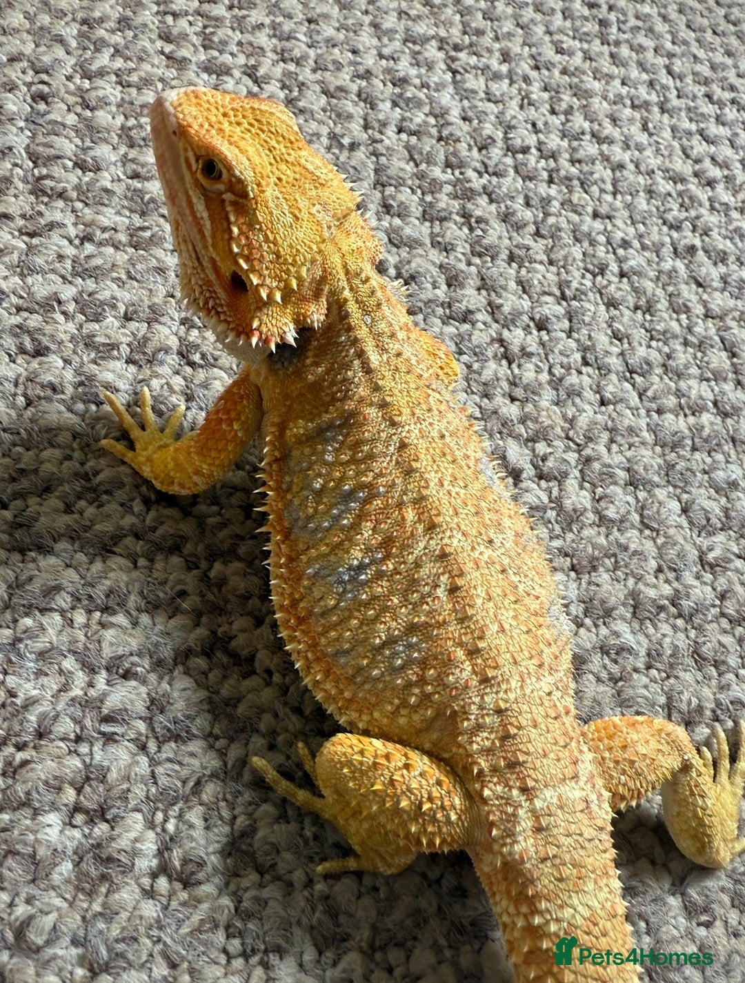 Bearded Dragon reptiles for sale: PAYDAY SPECIAL 🦎❤️🔥 BABY DRAGON 🦎❤️🔥 £150 - Image 6