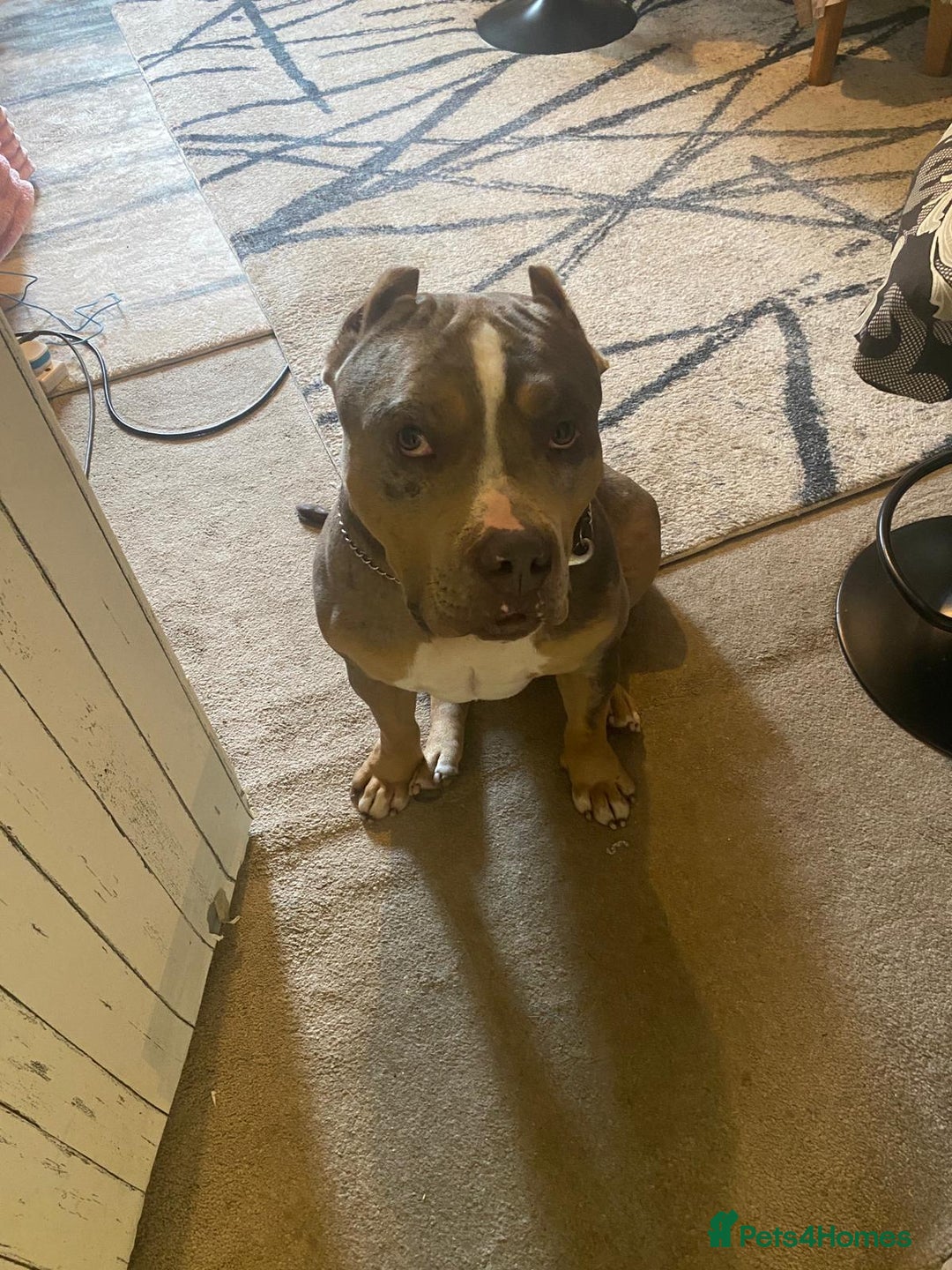 American Bully dogs for sale: American bully  - Image 7