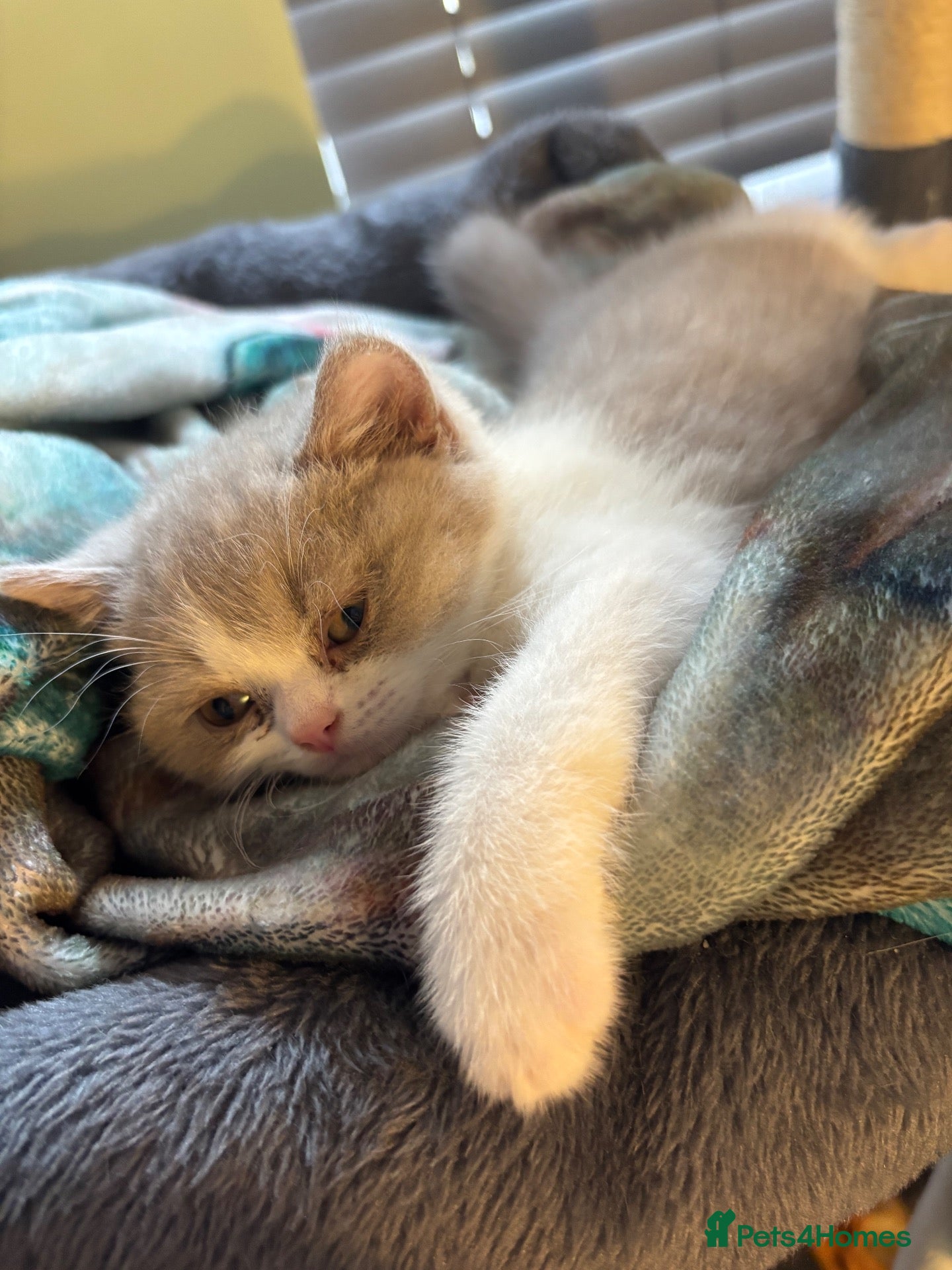 British Shorthair cats for sale: Lilac bi British shorthairs (only one boy left ) - Advert 23