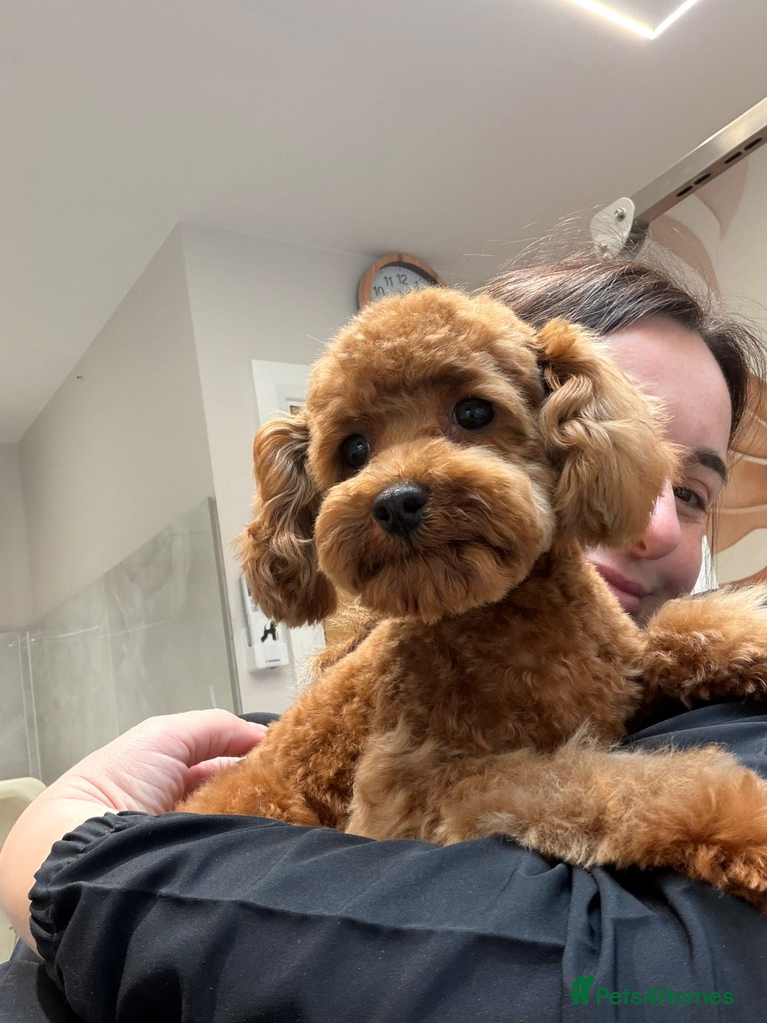 Toy Poodle dogs KC Registered Red Teddy Bear Toy Poodle – 2.1kg  - Advert 1