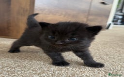 Mixed Breed cats for sale: 5 beautiful, playful kittens for sale  - Image 21