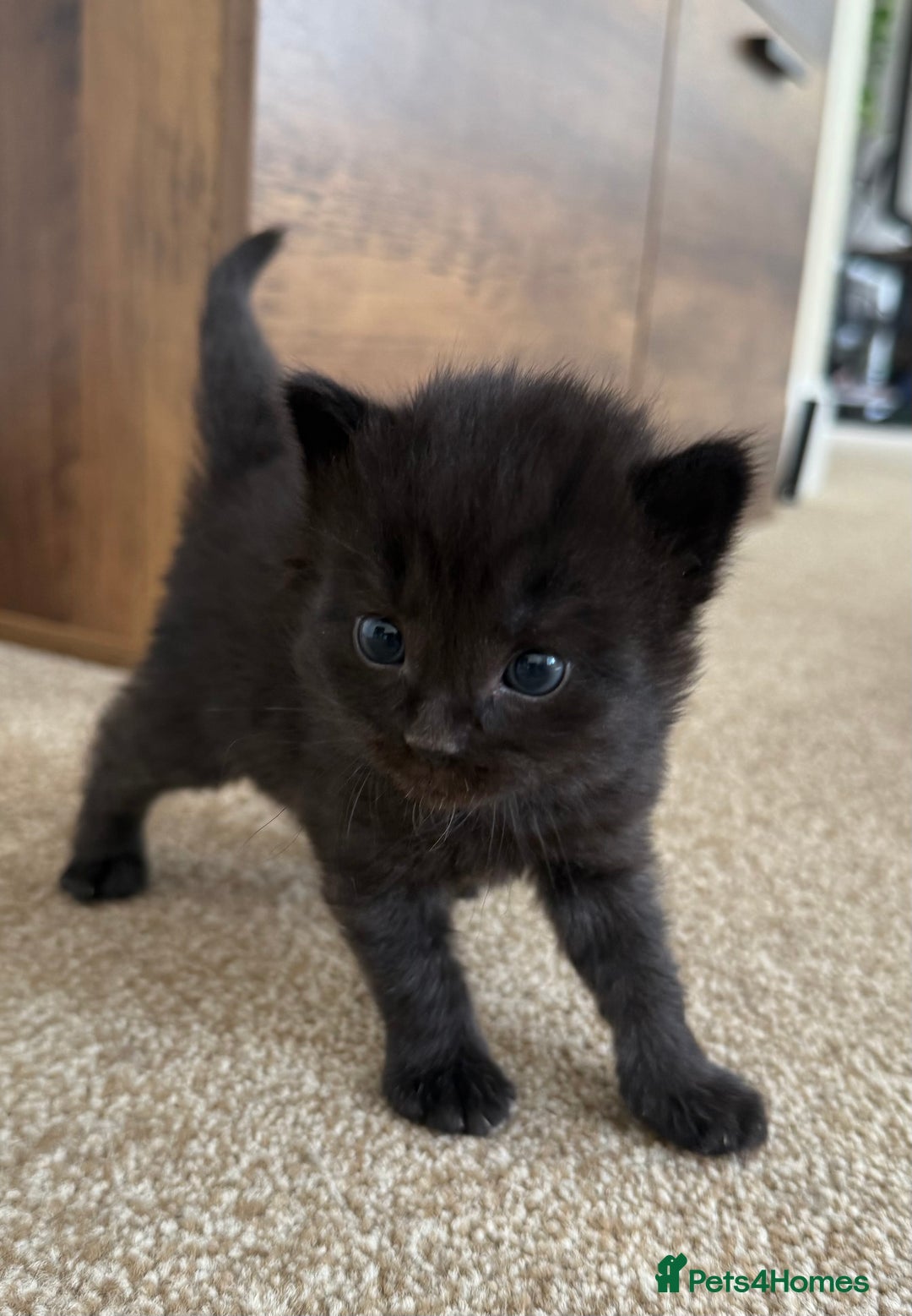 Mixed Breed cats for sale: 5 beautiful, playful kittens for sale  - Image 21