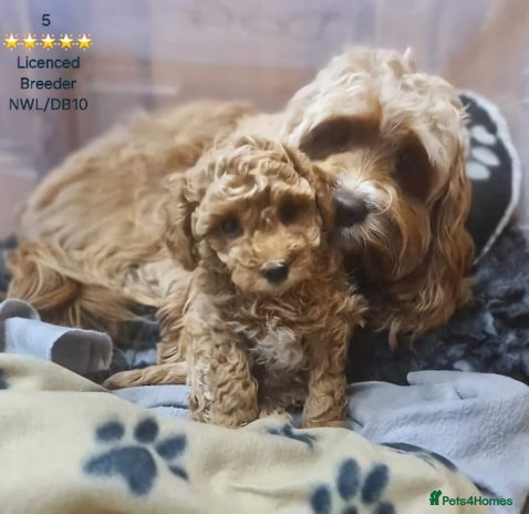 Cavapoo dogs - Advert 2
