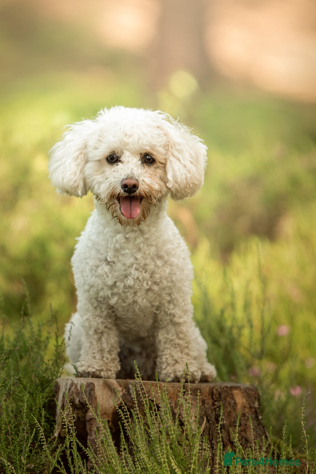 Mixed Breed dogs for sale: Rosie - Poochon sisters for sale - Advert 6