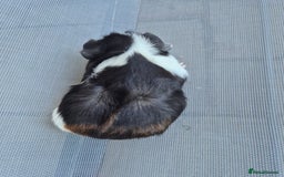 Guinea Pig rodents for sale: Female guinea pigs both sisters - Image 6