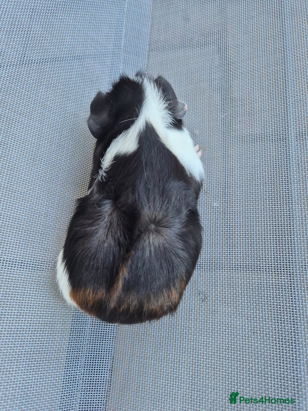 Guinea Pig rodents for sale: Female guinea pigs both sisters - Image 6