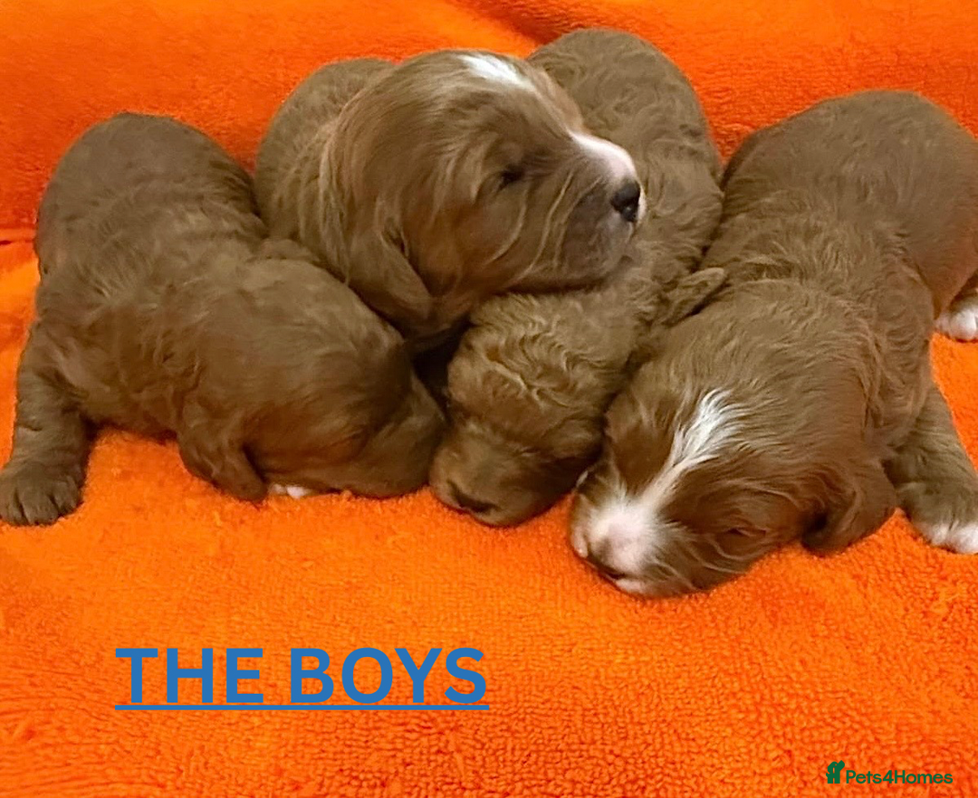 Cavapoo dogs for sale: Beautiful F1b Cavapoo's Health Tested Parents - Advert 3