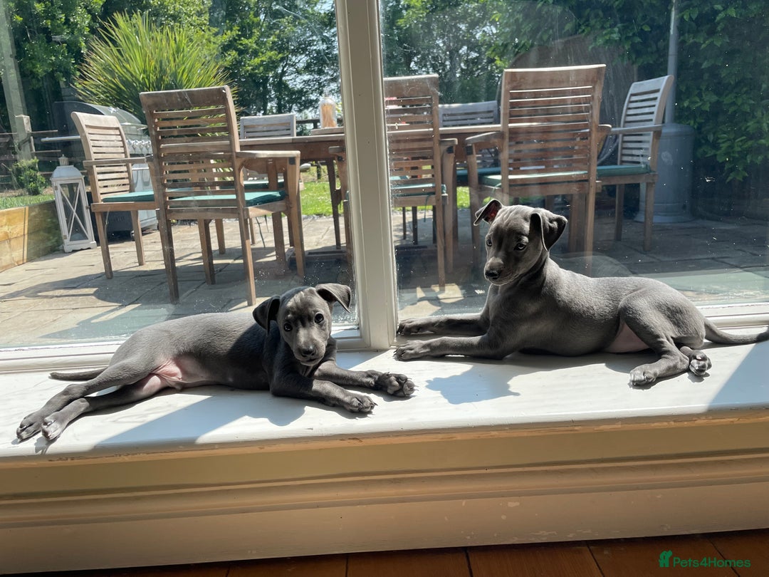 Italian Greyhound dogs for sale: Gorgeous Italian greyhound - Image 2