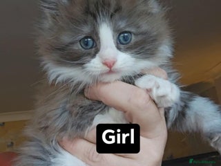 Maine Coon cats Perfect maine coon cross ragdoll - Advert 10