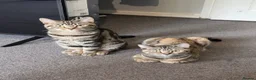 Domestic Shorthair cats for sale: 2 kitten - Advert 6