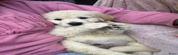 Golden Retriever dogs for sale: READY NOW Beautiful cream Golden Retriever Puppies in Milton Keynes - Advert 19
