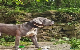 Cane Corso dogs for sale: CANE CORSO CLIO - ******  - Image 10