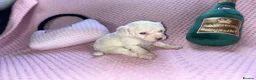 Cockapoo dogs for sale: Stunning cockapoo puppys  - Advert 16