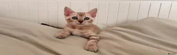Bengal cats for sale: Tica Registered Bengal Kittens - Snow and Brown - Advert 22