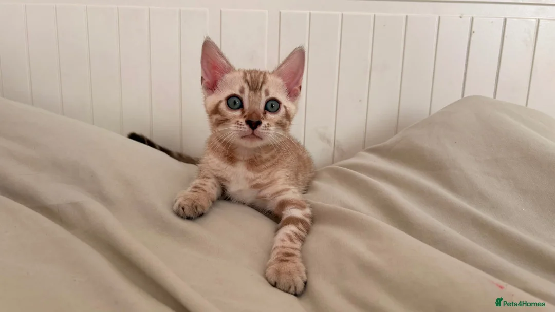 Bengal cats for sale: Tica Registered Bengal Kittens - Snow and Brown - Advert 22