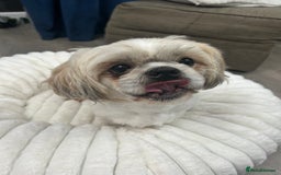 Shih Tzu dogs for sale: Shih tzu - Image 6