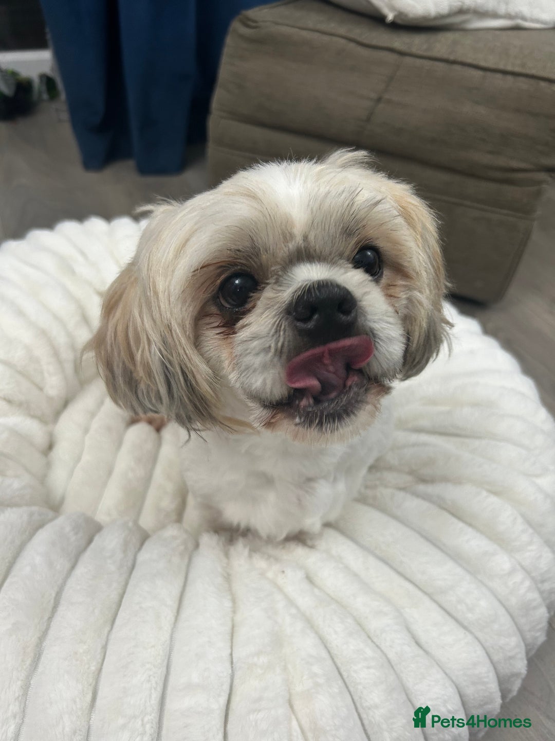 Shih Tzu dogs for sale: Shih tzu - Image 6