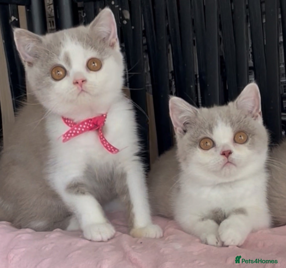 British Shorthair cats Beautiful Champion line BSH two girls  - Advert 1