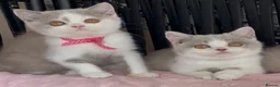 British Shorthair cats for sale: Beautiful Champion line BSH two girls  - Advert 1