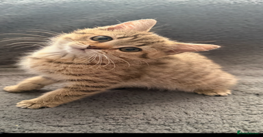 British Shorthair cats - Advert 8