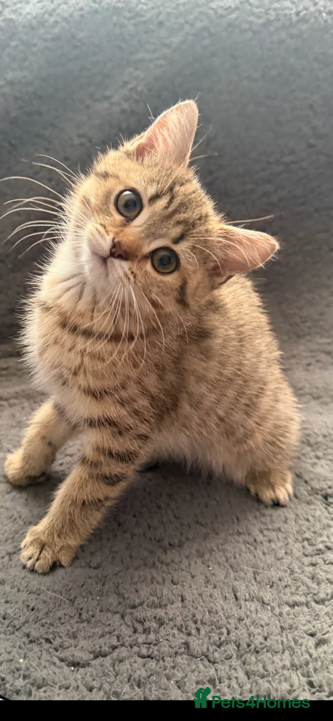 British Shorthair cats for sale: Kittens - Image 3