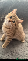 British Shorthair cats - Advert 7