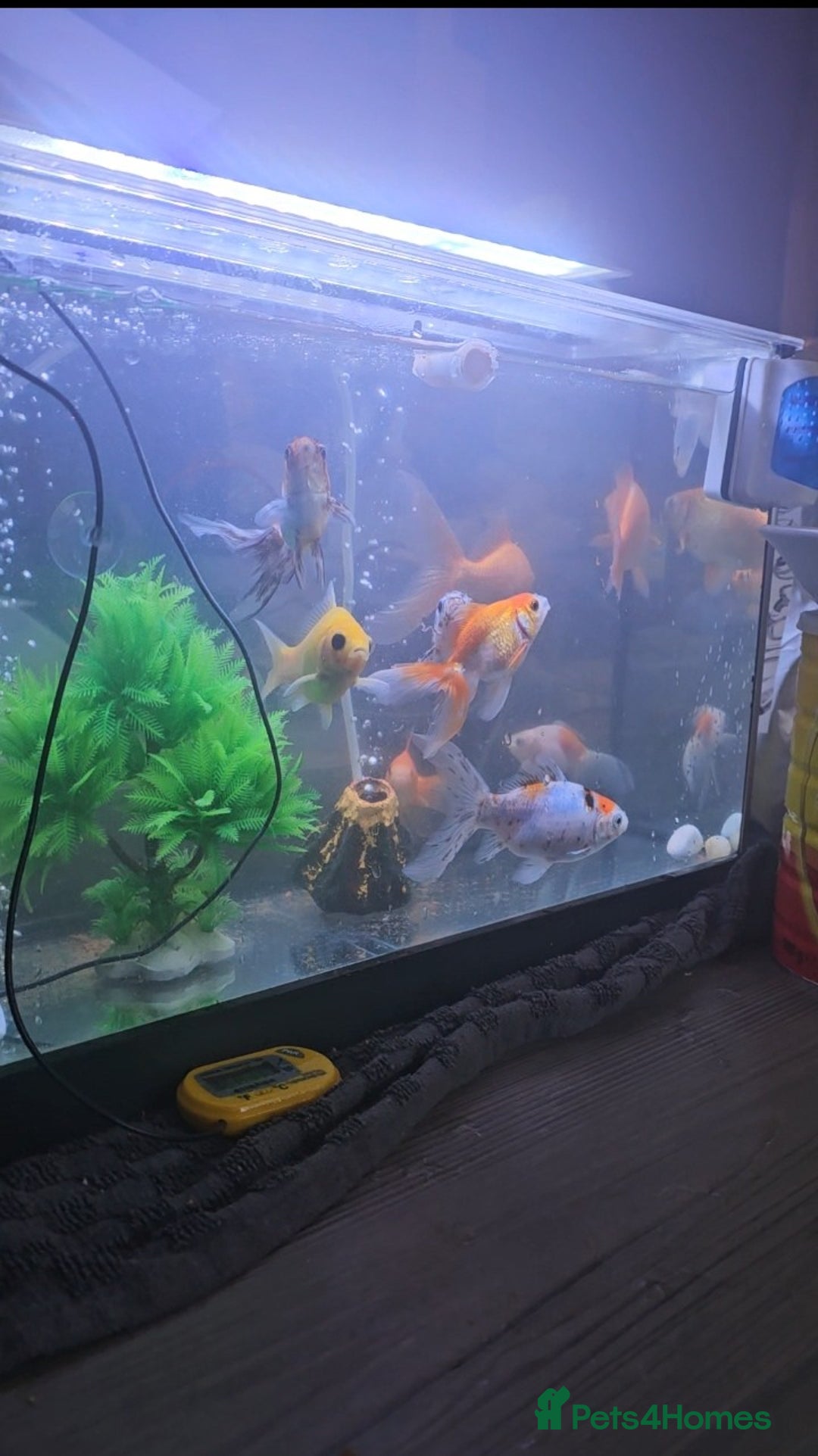 Goldfish fish for sale: Goldfish - Advert 9