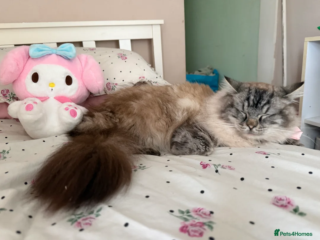 Siberian cats for sale: Beautiful 1 year old Siberian Female  - Advert 3