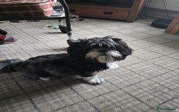 Shih Tzu dogs for sale: Ruby  - Image 4