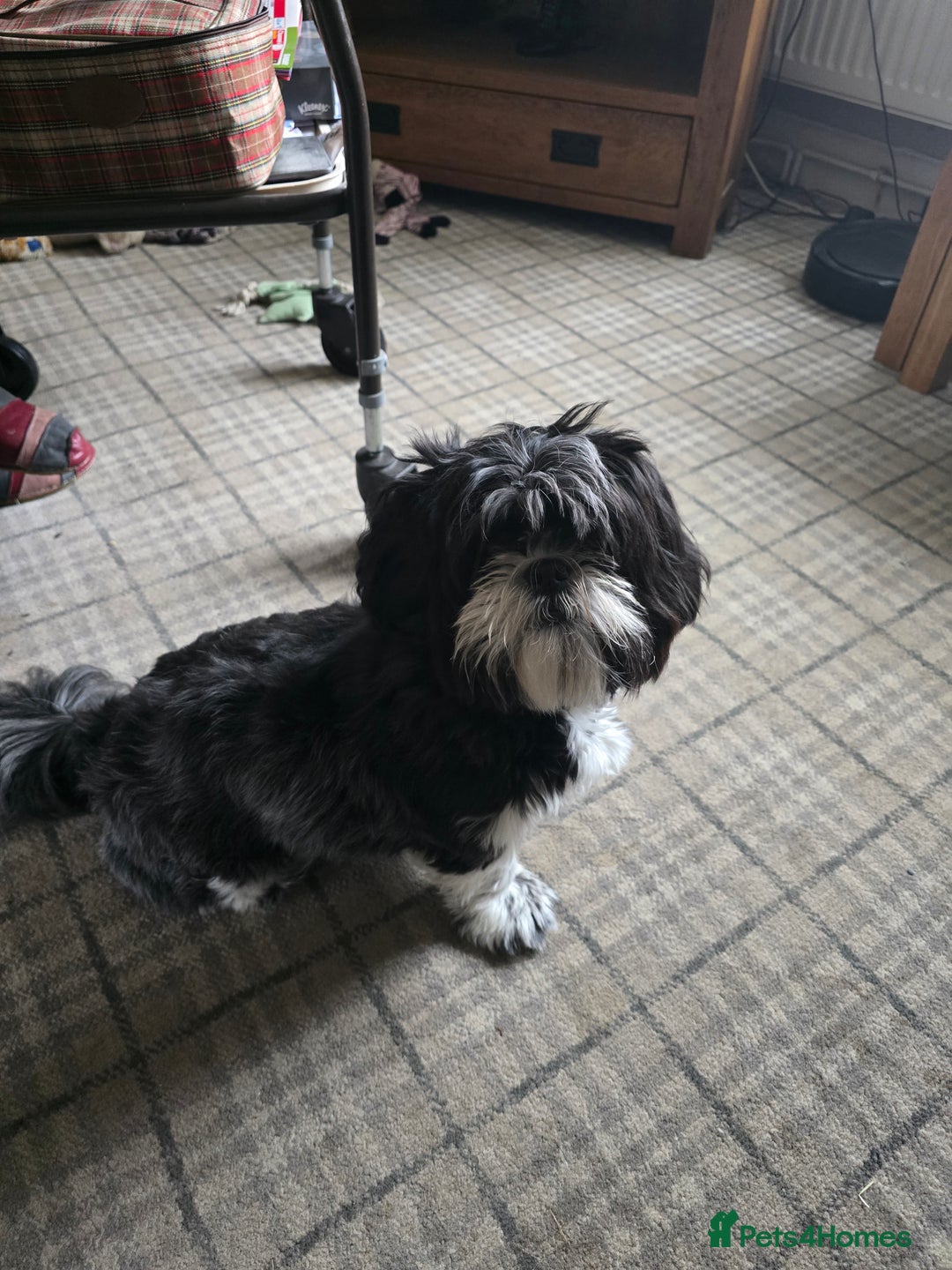 Shih Tzu dogs for sale: Ruby  - Image 4