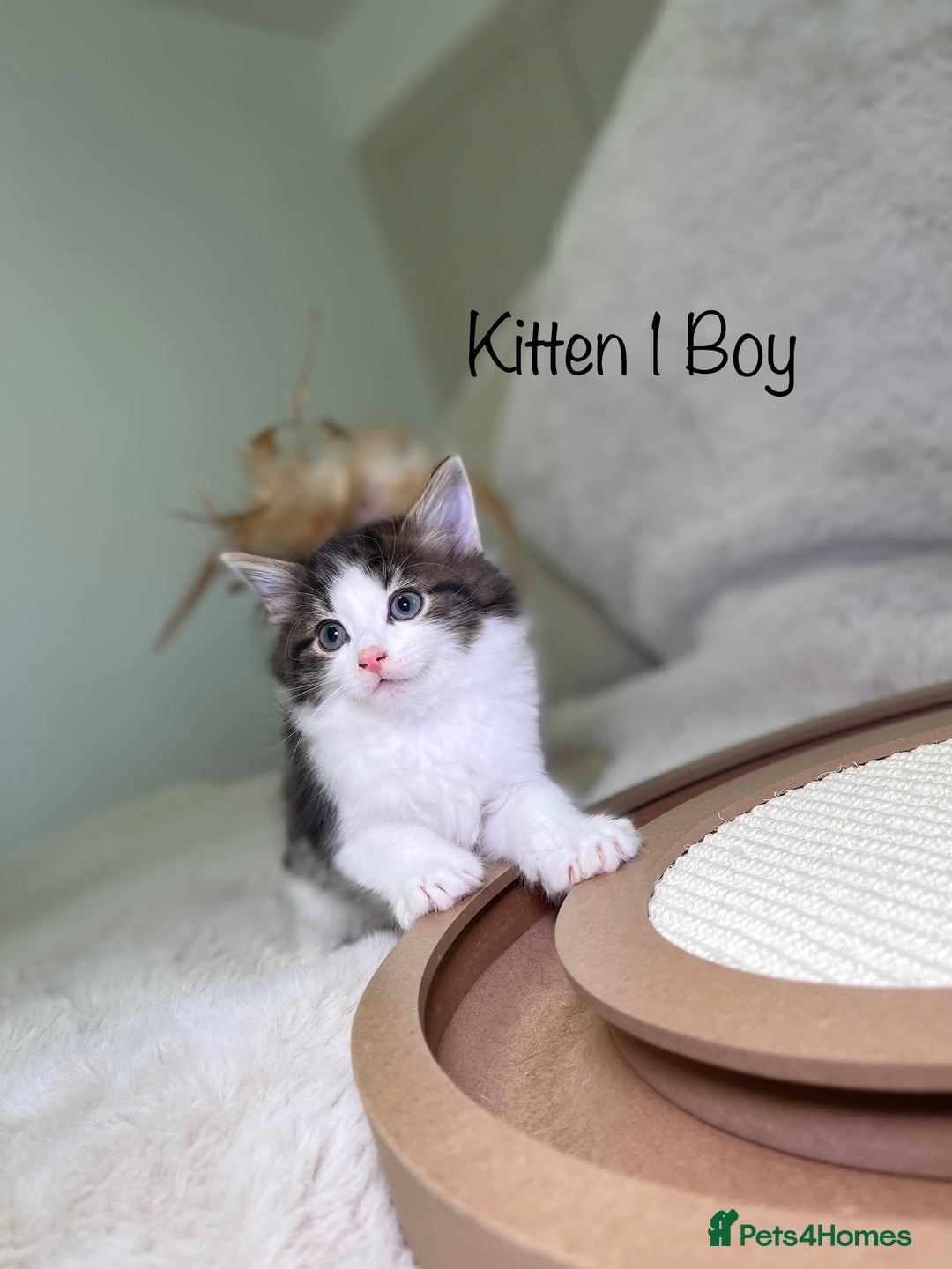 Mixed Breed cats for sale: Beautiful kittens 8 weeks old ready now  - Advert 2