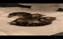 Mixed Breed cats for sale: Tabbie cross bengal - Image 8