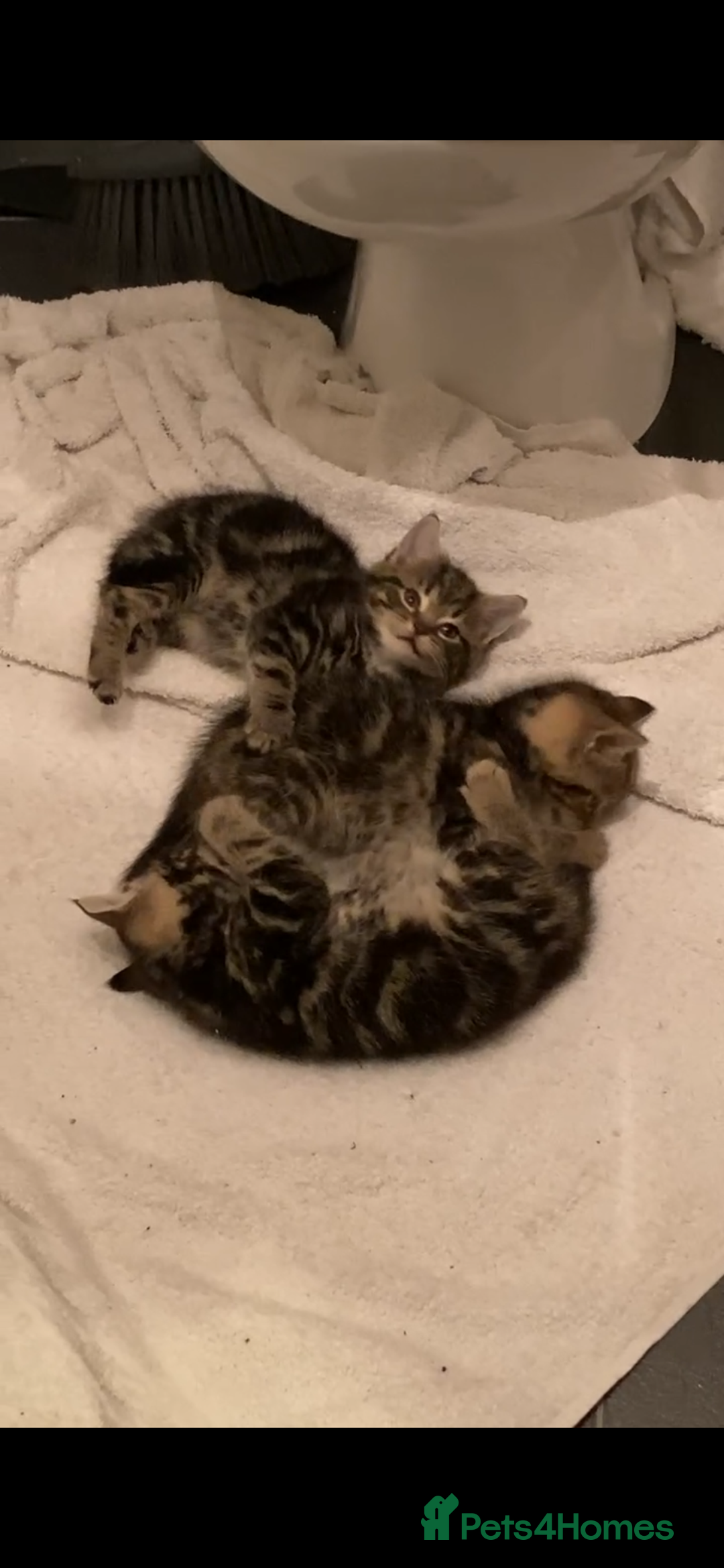 Mixed Breed cats for sale: Tabbie cross bengal - Image 8