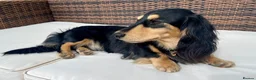 Miniature Dachshund dogs for stud: KC Reg Longhair Dachshunds For Stud - Advert 8