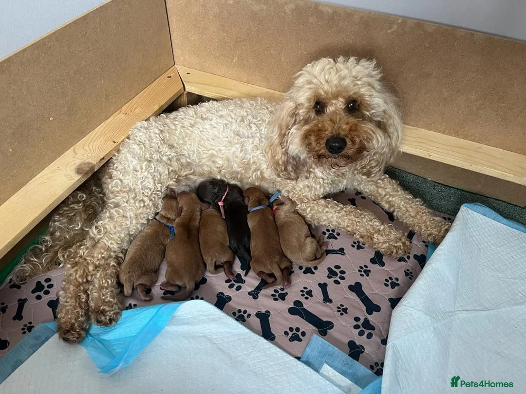 Cockapoo dogs for stud: Proven Red & white F1 cockapoo stud dog. in Barnsley - Advert 31