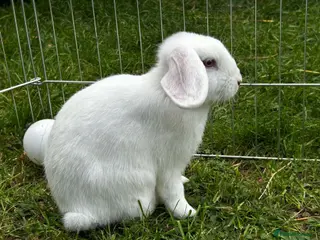 Mini Lop rabbits Mini lops for sale - Advert 2
