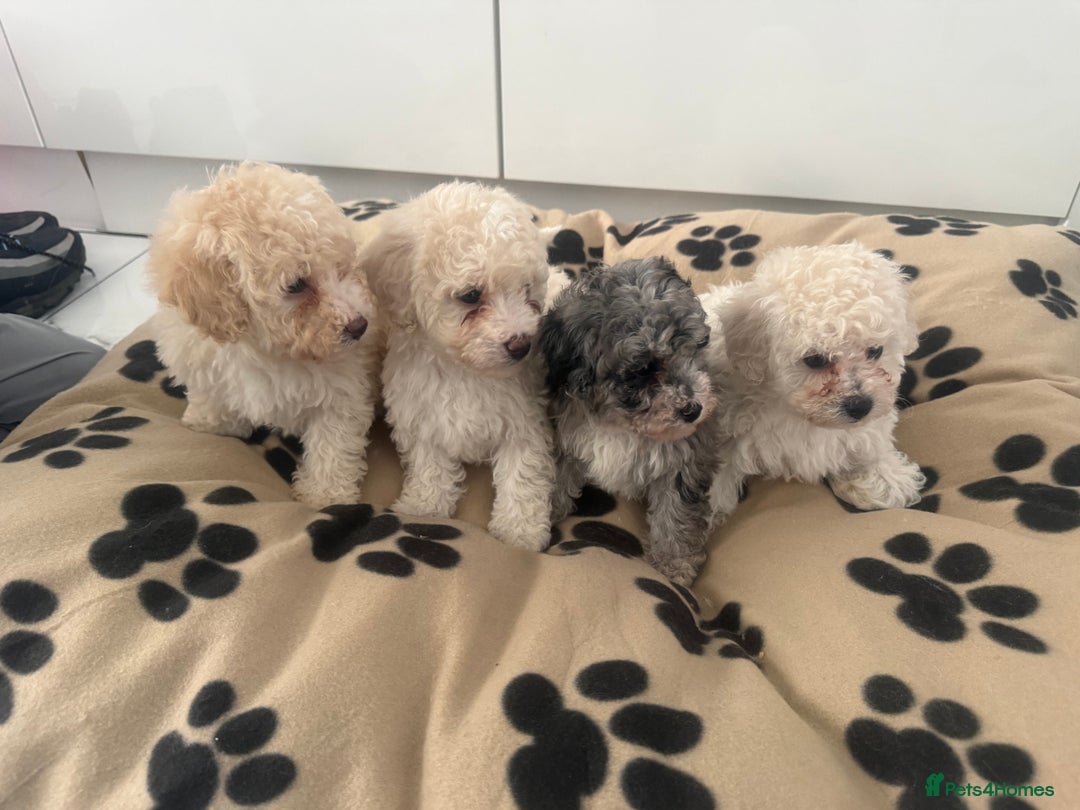 Poochon dogs for sale: Poochon puppies ready to go - Advert 2