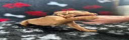 Hungarian Vizsla dogs for sale: Exceptional Pedigree Hungarian Vizsla Puppies - Advert 17