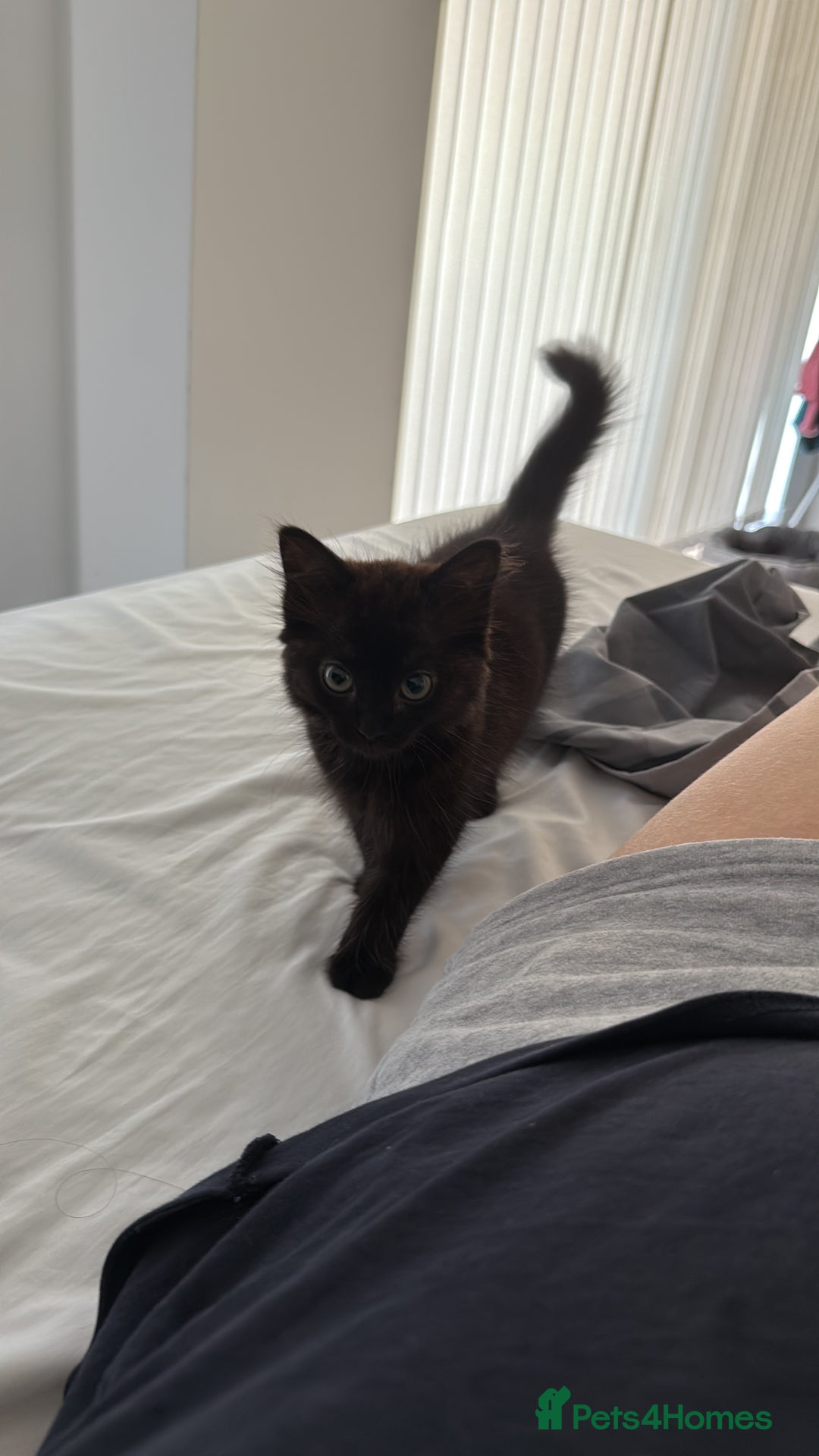 British Longhair cats for sale: Affectionate kitten for sale - Image 6
