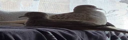 Doves birds for sale: Diamond dove to a good home (read desc  in Bedford - Advert 5