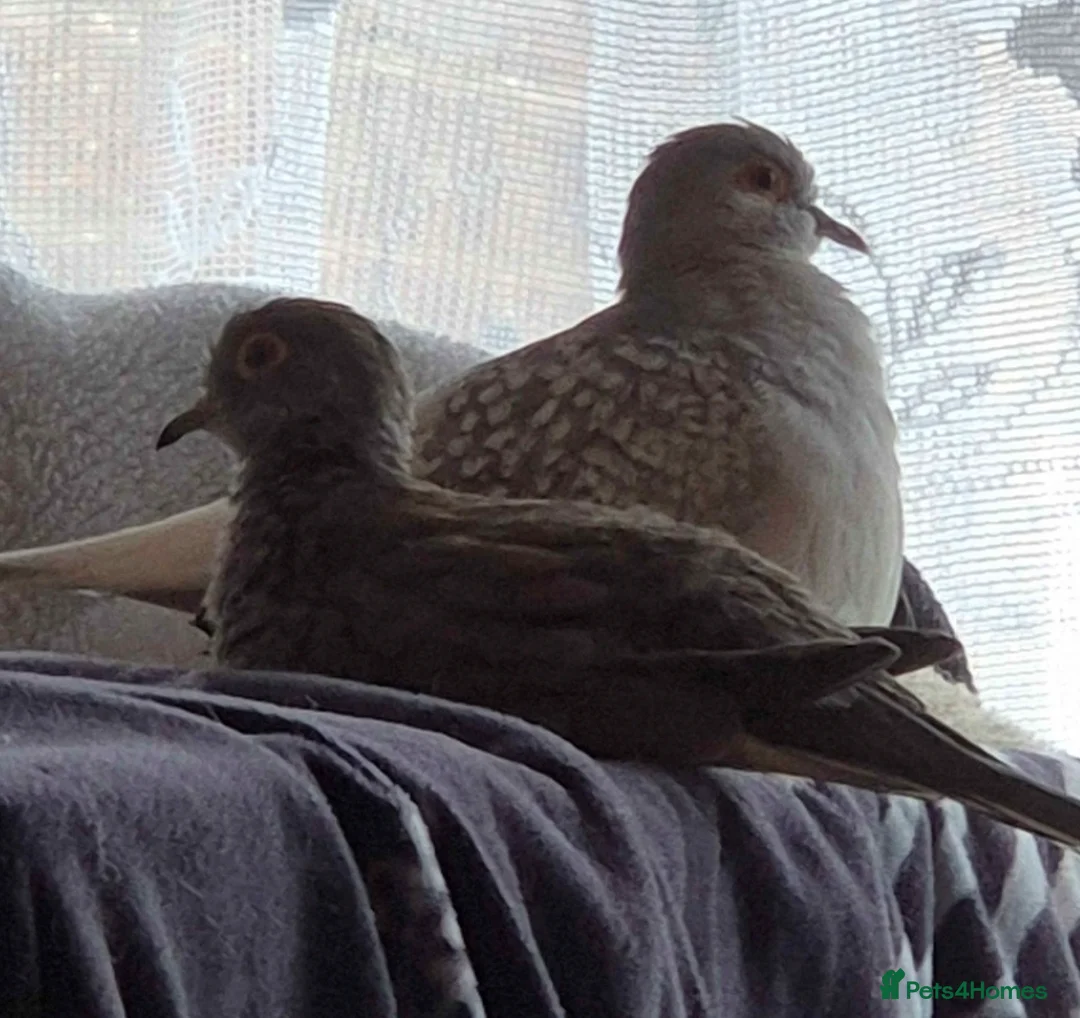 Doves birds for sale: Diamond dove to a good home (read desc  in Bedford - Advert 5
