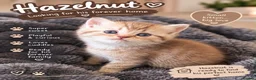 Mixed Breed cats for sale: 5 beautiful kittens READY NOW Scottish fold x BSH  - Advert 2