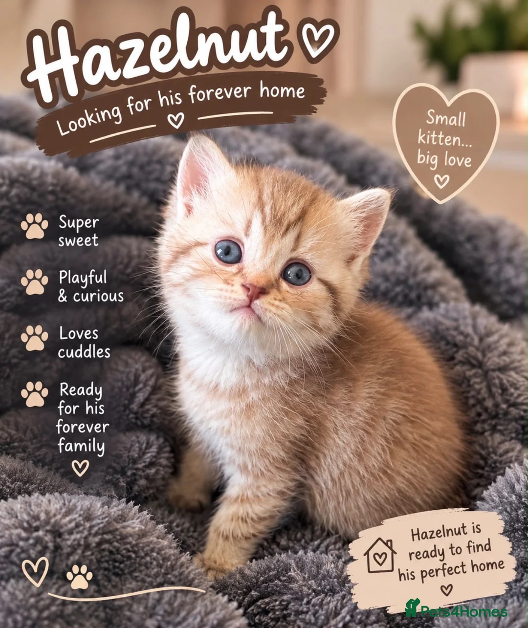 Mixed Breed cats for sale: 5 beautiful kittens READY NOW Scottish fold x BSH  - Advert 2