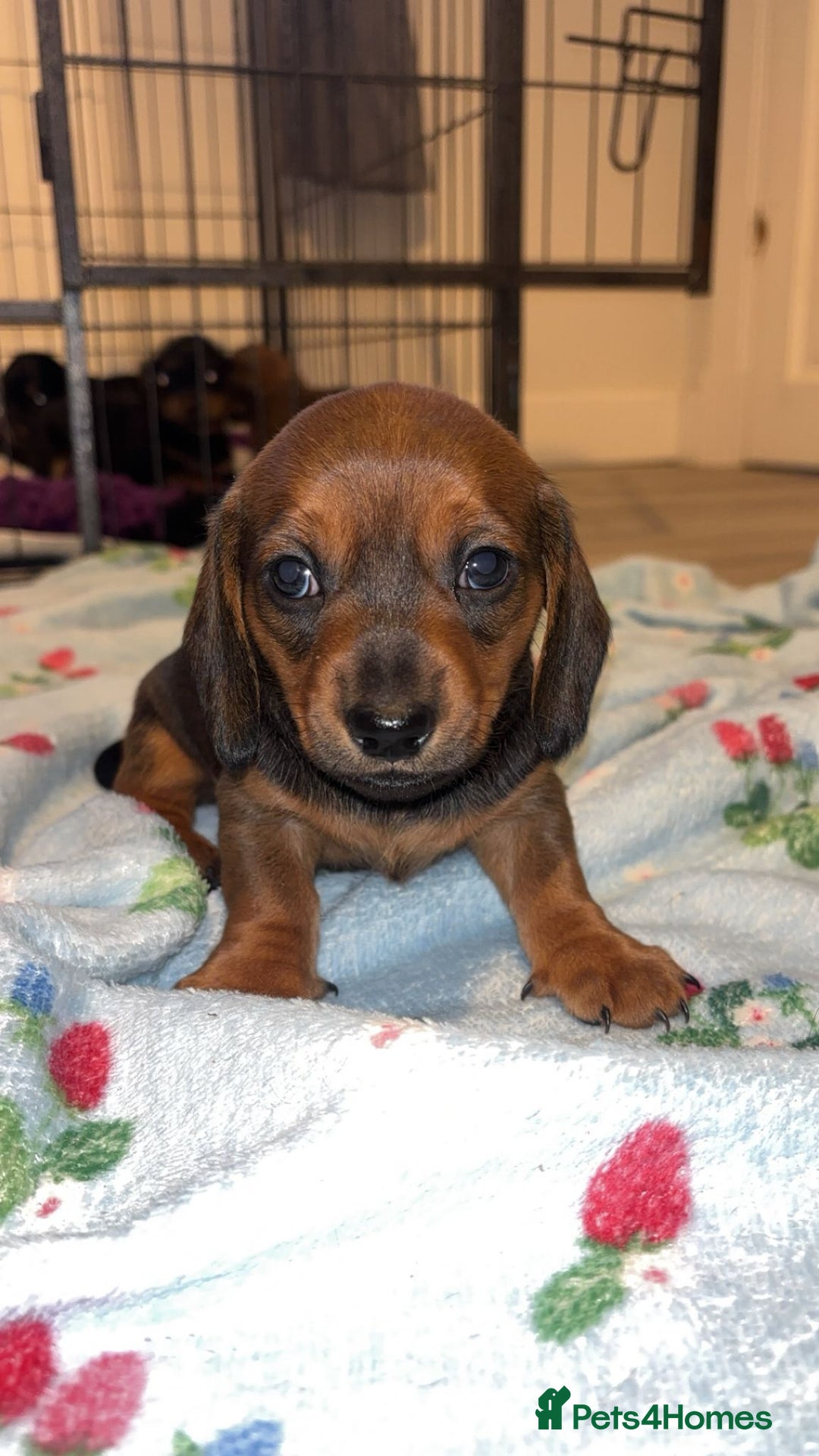 Miniature Dachshund dogs for sale: Miniature shaded red boy available now  - Advert 12