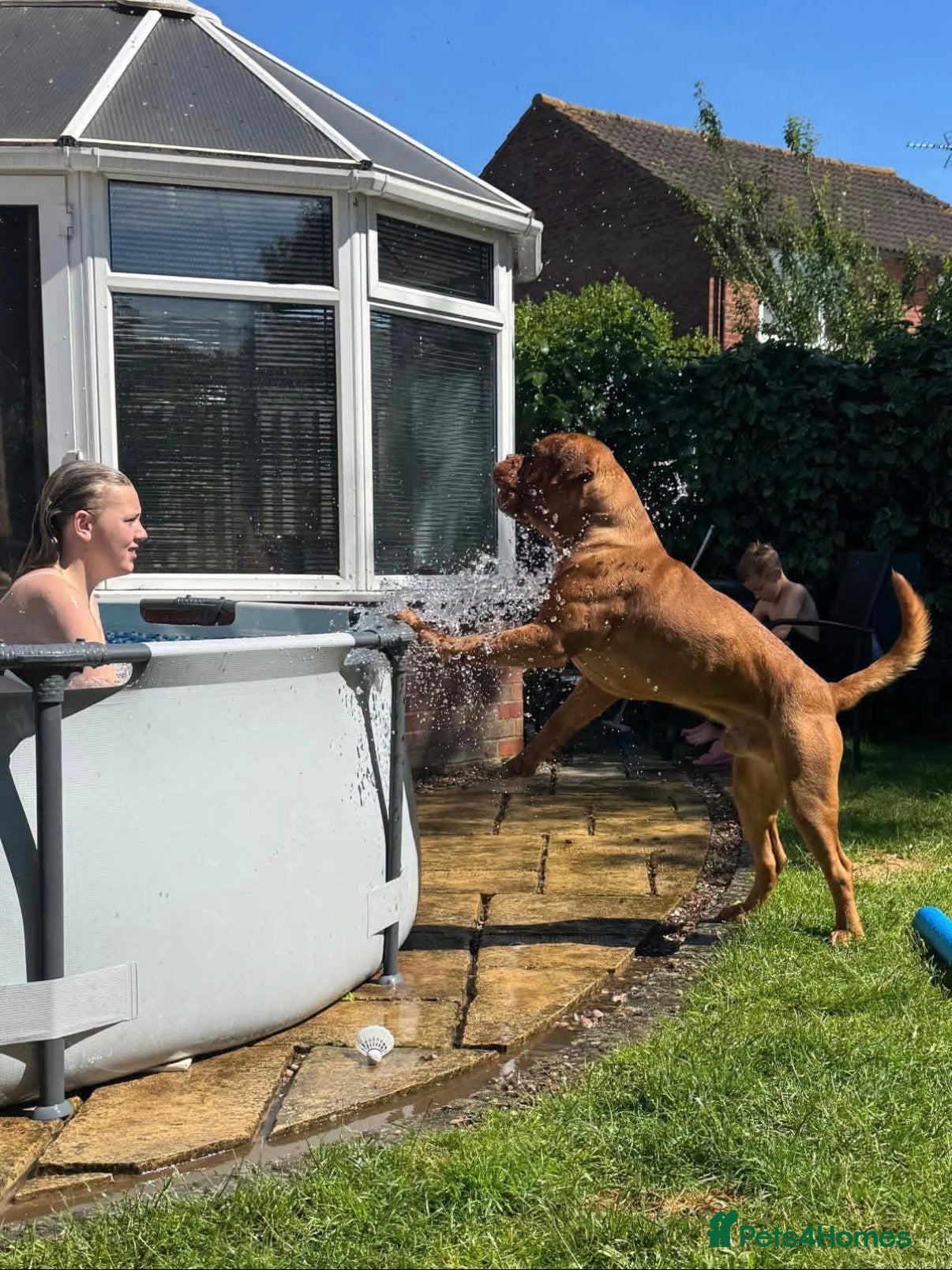 Dogue De Bordeaux dogs Bronson  - Advert 13