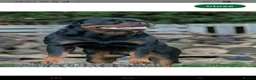 Rottweiler dogs for sale: Stunning KC Registered German Rottweilers - Advert 8
